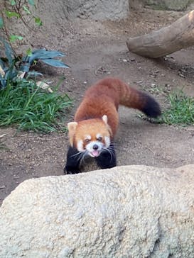 神戸どうぶつ王国に投稿された画像（2021/9/23）