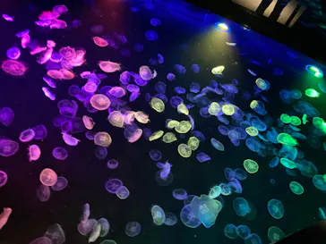 すみだ水族館に投稿された画像（2021/9/23）