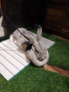 Moff animal world MARK IS みなとみらい店に投稿された画像（2021/9/23）