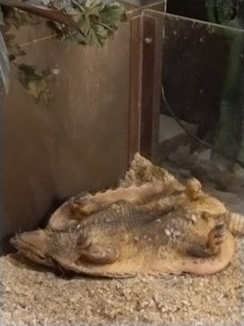 Moff animal world MARK IS みなとみらい店に投稿された画像（2021/9/23）