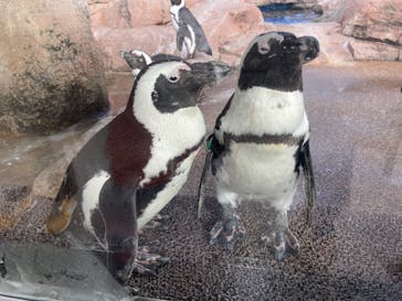 京都鉄道博物館×京都水族館に投稿された画像（2021/9/23）