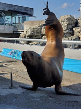 大分マリーンパレス水族館 「うみたまご」に投稿された画像（2021/9/23）