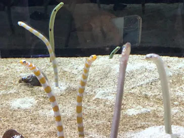 すみだ水族館に投稿された画像（2021/9/23）