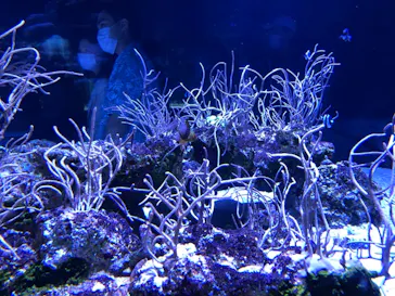 すみだ水族館に投稿された画像（2021/9/23）