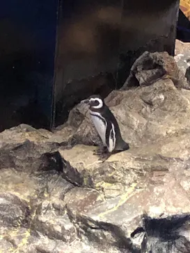 すみだ水族館に投稿された画像（2021/9/23）