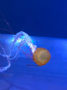 すみだ水族館に投稿された画像（2021/9/23）