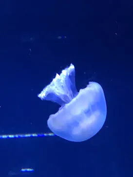 すみだ水族館に投稿された画像（2021/9/23）