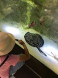 カワスイ 川崎⽔族館に投稿された画像（2021/9/23）