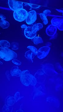 名古屋港水族館に投稿された画像（2021/9/23）