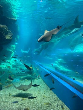 マクセル アクアパーク品川に投稿された画像（2021/9/23）