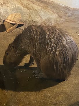 マクセル アクアパーク品川に投稿された画像（2021/9/23）