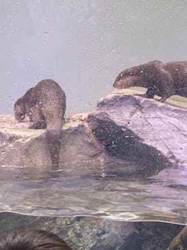 マクセル アクアパーク品川に投稿された画像（2021/9/23）