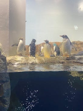 マクセル アクアパーク品川に投稿された画像（2021/9/23）