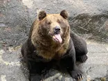 のぼりべつクマ牧場に投稿された画像（2021/9/23）
