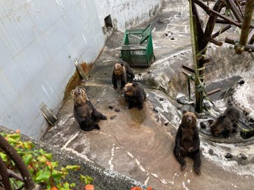 のぼりべつクマ牧場に投稿された画像（2021/9/23）