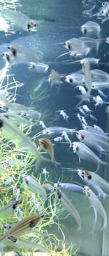 カワスイ 川崎⽔族館に投稿された画像（2021/9/23）