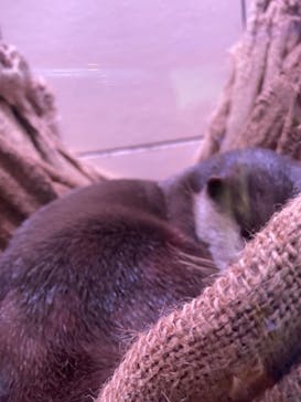 マクセル アクアパーク品川に投稿された画像（2021/9/23）