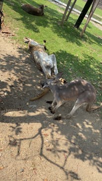神戸どうぶつ王国に投稿された画像（2021/9/23）