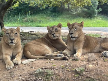 秋吉台自然動物公園 サファリランドに投稿された画像（2021/9/23）