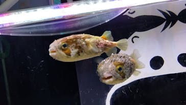 下田海中水族館に投稿された画像（2021/9/23）