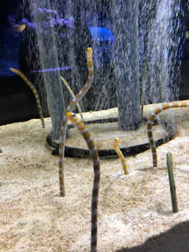 すみだ水族館に投稿された画像（2021/9/23）