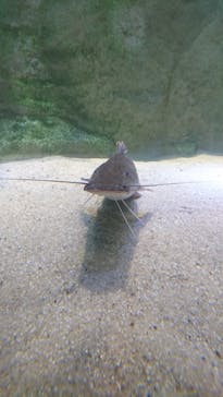 カワスイ 川崎⽔族館に投稿された画像（2021/9/23）