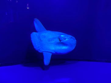 サンシャイン水族館に投稿された画像（2021/9/23）