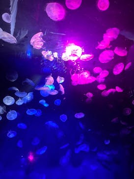 サンシャイン水族館に投稿された画像（2021/9/23）