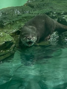 しながわ水族館に投稿された画像（2021/9/23）