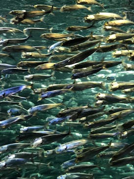 サンシャイン水族館に投稿された画像（2021/9/23）