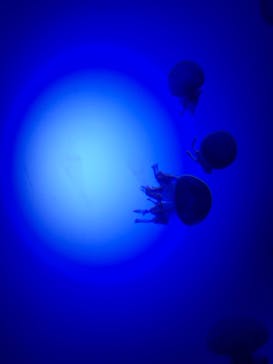 サンシャイン水族館に投稿された画像（2021/9/23）