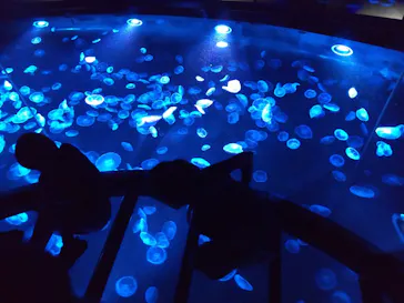 すみだ水族館に投稿された画像（2021/9/23）