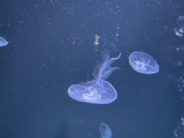 サンシャイン水族館に投稿された画像（2021/9/23）