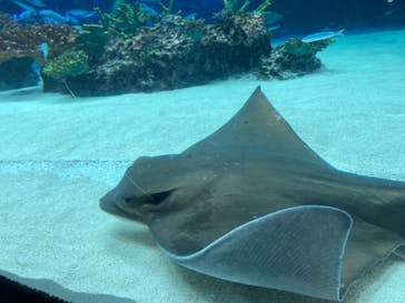 サンシャイン水族館に投稿された画像（2021/9/23）