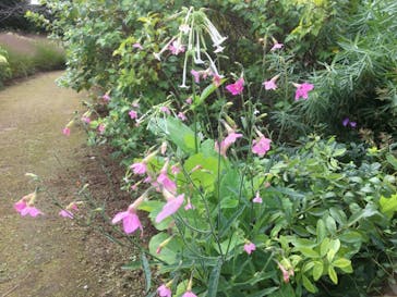 ノーザンホースパークに投稿された画像（2021/9/23）