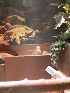 Moff animal world MARK IS みなとみらい店に投稿された画像（2021/9/23）