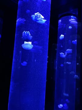 サンシャイン水族館に投稿された画像（2021/9/24）