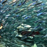 サンシャイン水族館に投稿された画像（2021/9/24）