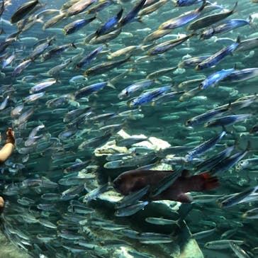 サンシャイン水族館に投稿された画像（2021/9/24）