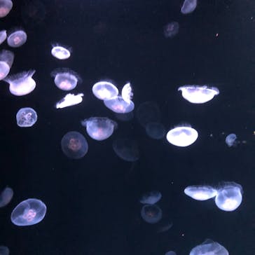 サンシャイン水族館に投稿された画像（2021/9/24）