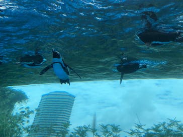 サンシャイン水族館に投稿された画像（2021/9/24）