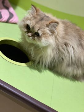 Moff animal world MARK IS みなとみらい店に投稿された画像（2021/9/24）