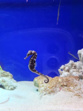 サンシャイン水族館に投稿された画像（2021/9/24）