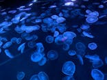 すみだ水族館に投稿された画像（2021/9/24）