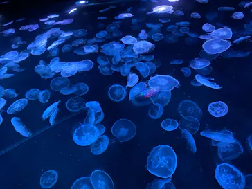 すみだ水族館に投稿された画像（2021/9/24）