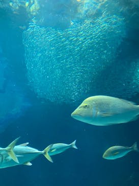 マリンワールド海の中道に投稿された画像（2021/9/24）