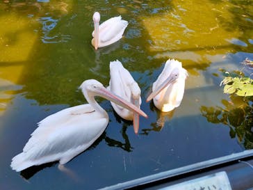 伊豆シャボテン動物公園に投稿された画像（2021/9/24）