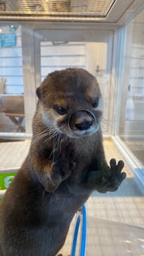 カワウソカフェHARRY原宿テラス店に投稿された画像（2021/9/24）