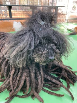 つくばわんわんランドに投稿された画像（2021/9/24）