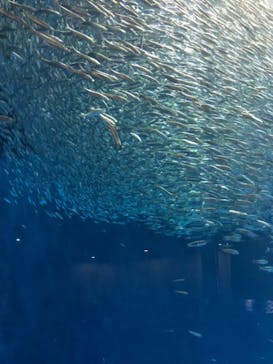 名古屋港水族館に投稿された画像（2021/9/24）